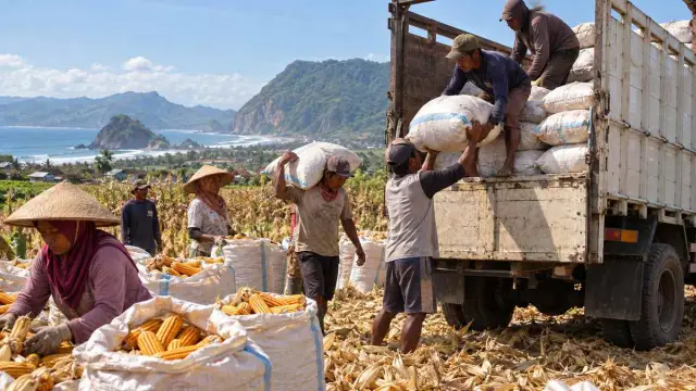Ilustrasi realistis editorial tentang jagung petani Puger memulai pengiriman perdana ke Bulog di Kabupaten Jember, tanpa teks atau logo.