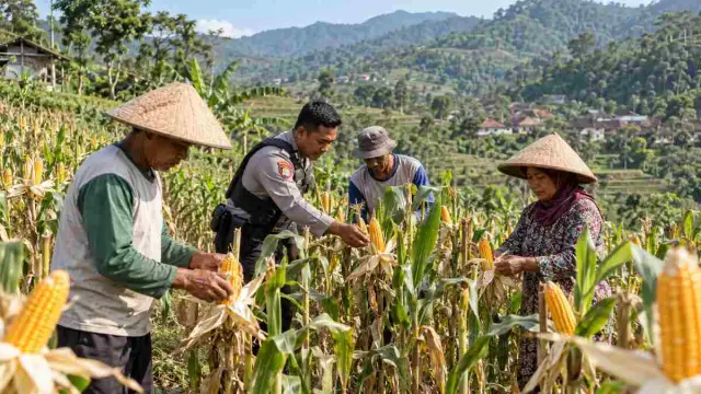 Bhabinkamtibmas Dampingi Petani Jagung Ngadirejo